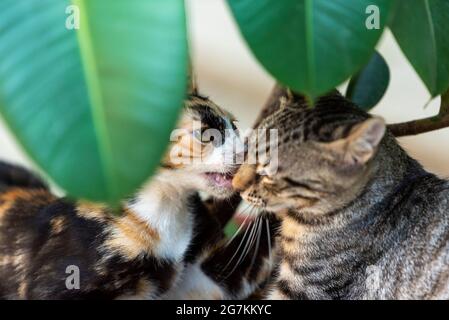 Deux chatons mignons, frère et soeur, jouant dans un pot de fleurs, fille embrassant garçon Banque D'Images