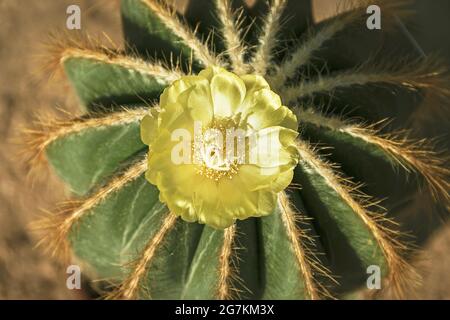 Vue de dessus d'une seule fleur jaune brillant chatoyante sur une petite plante de cactus à ballons Parodia magifica symétrique avec sol flou en arrière-plan Banque D'Images