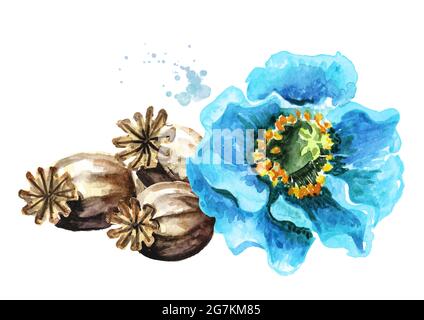 Fleur de pavot bleue et têtes sèches. Illustration aquarelle dessinée à la main, isolée sur fond blanc Banque D'Images