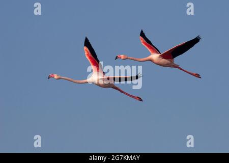 Paire de grands Flamingos volant dans la Camargue (Phoenicopterus roseus) Banque D'Images