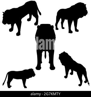 Silhouette d'un lion dans différentes positions isolées sur un fond blanc. Illustration vectorielle. Illustration de Vecteur