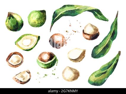 Les éléments de noix de macadamia sont isolés sur fond blanc. Illustration aquarelle dessinée à la main Banque D'Images