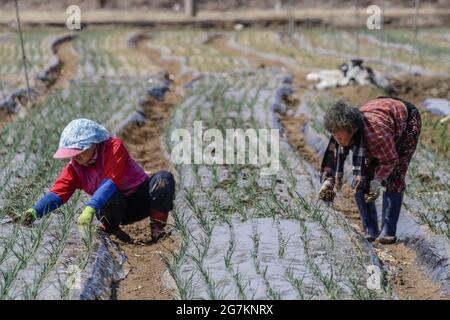 17 mars 2018-Hamchang, Corée du Sud-producteurs de pommes de terre de semence et d'oignon de printemps avec une machinerie agricole au champ de Hamchang, au sud de Séoul (environ 170 km) province de Gyeongbuk, Corée du Sud. Les agriculteurs sont occupés à travailler au début du printemps. Banque D'Images