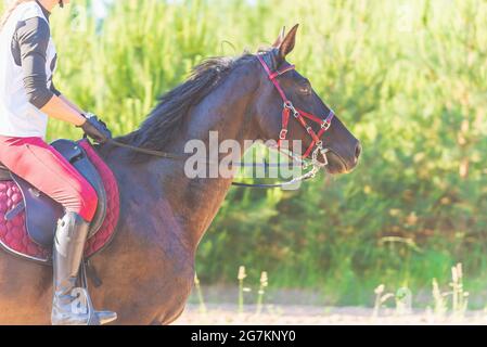 Concurrent fille équitation cheval dans le champ d'été pré.Jeune cavalier gallerps par le jour ensoleillé d'été.Rivalry concept. Banque D'Images