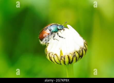 Un vêtement de jardin avec un dos vert-brun. Phyllopertha horticola. Gros plan sur l'insecte. Coléoptère de la famille des scarabées. Scarabaeidae Banque D'Images