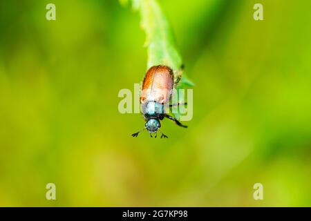 Un vêtement de jardin avec un dos vert-brun. Phyllopertha horticola. Gros plan sur l'insecte. Coléoptère de la famille des scarabées. Scarabaeidae Banque D'Images