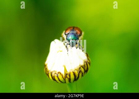 Un vêtement de jardin avec un dos vert-brun. Phyllopertha horticola. Gros plan sur l'insecte. Coléoptère de la famille des scarabées. Scarabaeidae Banque D'Images