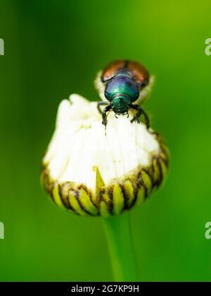 Un vêtement de jardin avec un dos vert-brun. Phyllopertha horticola. Gros plan sur l'insecte. Coléoptère de la famille des scarabées. Scarabaeidae Banque D'Images