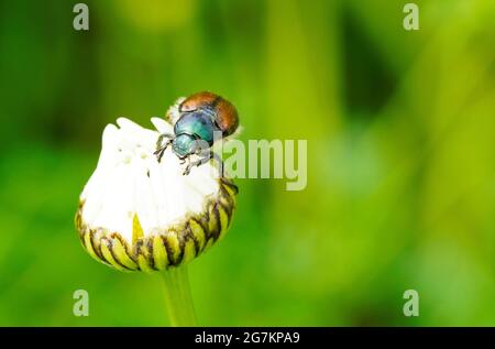 Un vêtement de jardin avec un dos vert-brun. Phyllopertha horticola. Gros plan sur l'insecte. Coléoptère de la famille des scarabées. Scarabaeidae Banque D'Images