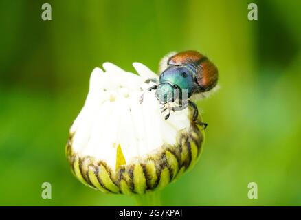 Un vêtement de jardin avec un dos vert-brun. Phyllopertha horticola. Gros plan sur l'insecte. Coléoptère de la famille des scarabées. Scarabaeidae Banque D'Images