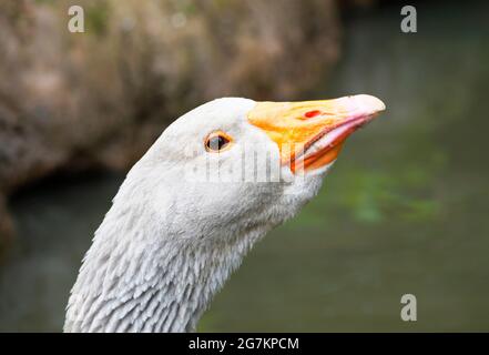 Portrait latéral d'une oie grise avec un bec orange. Gros plan. Banque D'Images