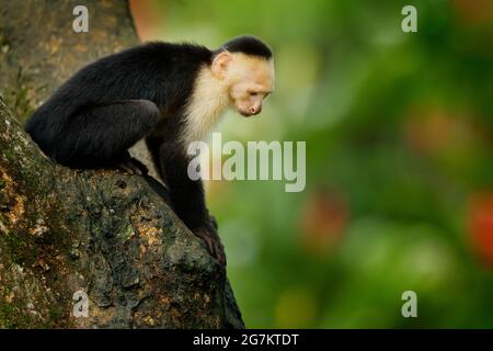 Capuchin t te blanche singe noir assis et secouer son poing sur