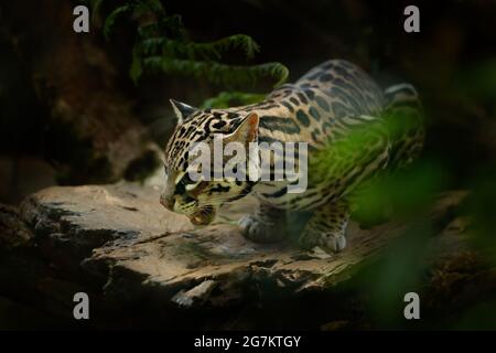 Ocelot, joli chat, assis sur la branche dans la forêt tropicale verte. Portrait détaillé chat margay, Leopardus wiedii, dans la forêt tropicale. Animal dans le Banque D'Images