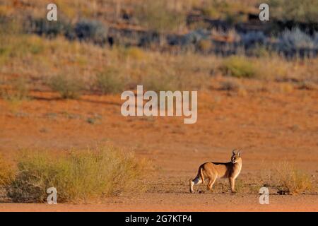 Caracal, lynx africain, dans un désert de sable rouge. Beau chat sauvage dans l'habitat naturel, Kgalagadi, Botswana, Afrique du Sud. Animal face à face marchant sur GRA Banque D'Images