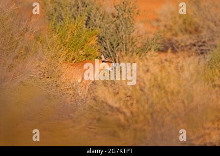 Caracal, lynx africain, dans un désert de sable rouge. Beau chat sauvage dans l'habitat naturel, Kgalagadi, Botswana, Afrique du Sud. Animal face à face marchant sur GRA Banque D'Images