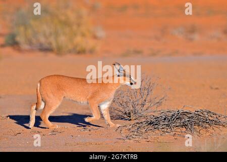 Kgalagadi Caracal, lynx africain, dans un désert de sable rouge. Beau chat sauvage dans l'habitat naturel, Kgalagadi, Botswana, Afrique du Sud. Promenade face à face avec un animal Banque D'Images