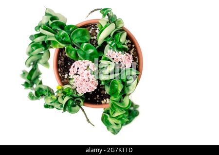 Vue de dessus de Hoya Carnosa Compacta floraison dans un pot en céramique isolé sur fond blanc Banque D'Images