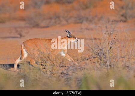 Kgalagadi Caracal, lynx africain, dans un désert de sable rouge. Beau chat sauvage dans l'habitat naturel, Kgalagadi, Botswana, Afrique du Sud. Promenade face à face avec un animal Banque D'Images