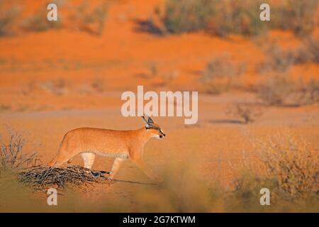 Caracal, lynx africain, dans un désert de sable rouge. Beau chat sauvage dans l'habitat naturel, Kgalagadi, Botswana, Afrique du Sud. Animal face à face marchant sur GRA Banque D'Images