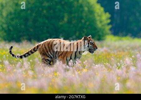 Jour d'été à la taïga. Tigre aux fleurs roses et jaunes. Tigre d'Amour courant dans l'herbe. Prairie fleurie avec animal dangereux. Faune et flore du printemps, Banque D'Images