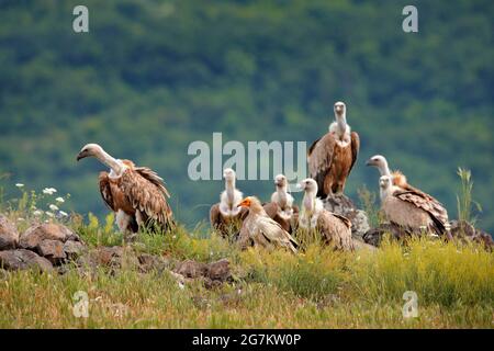 Vautour égyptien, Neophron percnopterus, grand oiseau de proie assis sur la pierre dans l'habitat naturel, Madzarovo, Bulgarie, Rhodopes de l'est. Vautour blanc Banque D'Images