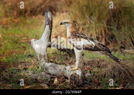 Faucon-aigle changeante, Nisaetus cirratus, gros plan, aigle sur le sol, perchée sur le tronc pourri contre l'herbe haute en arrière-plan. Wilpattu national Banque D'Images