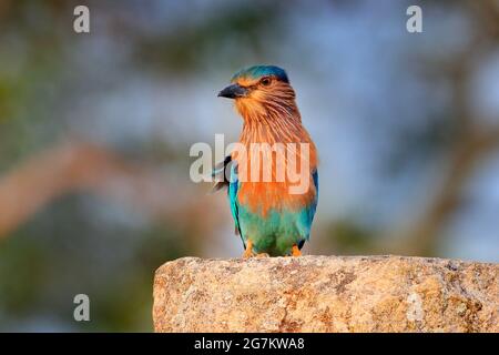 Rouleau assis sur la pierre avec fond orange. Observation des oiseaux en Asie. Bel oiseau coloré dans l'habitat de la nature. Indian Roller d'Anuradhapu Banque D'Images