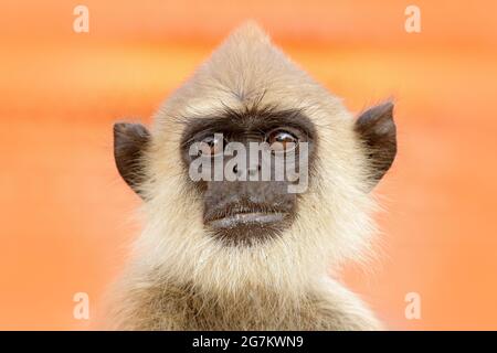 Faune du Sri Lanka. Langur commun, Semnopithecus entellus, singe sur le bâtiment de brique orange, faune urbaine. Banque D'Images