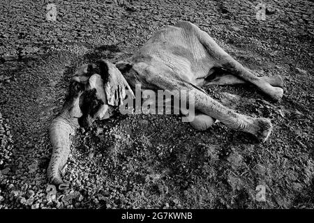 L'éléphant mort à Mana pools NP, Zimbabwe en Afrique. Grand animal carcasse, saison sèche, lumière du soir, coucher de soleil. Carcasse d'éléphant d'Afrique, vue d'art en natu Banque D'Images