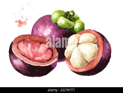 Fruits mangoustés entiers et coupés, illustration Watercolor dessinée à la main isolée sur fond blanc Banque D'Images