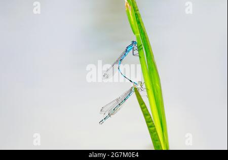 Deux libellules bleues à fines rayures se conjuguées. Les insectes se rapprochent sur une lame d'herbe sur un arrière-plan léger. Banque D'Images