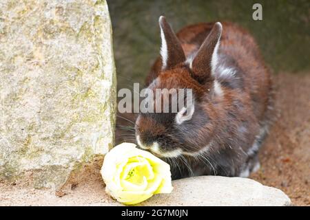 Lapin brun manger de la laitue. PET gros plan Banque D'Images