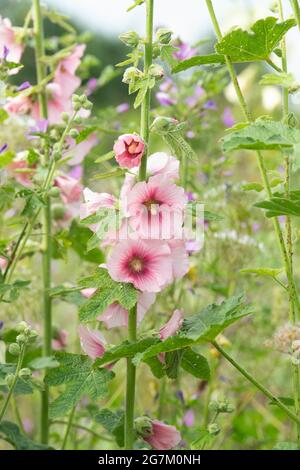 Rosea d'Alcea. Fleurs Hollyhock roses dans un jardin anglais. ROYAUME-UNI Banque D'Images