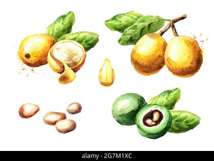 Fruit Marula et ensemble de grains. Aquarelle illustration dessinée à la main isolée sur fond blanc Banque D'Images