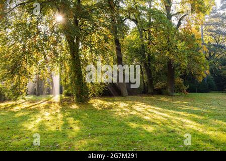 la saison d'automne dorée, beau parc dans une matinée ensoleillée en automne, arbres d'automne jaunes éclairés au soleil dans un parc, photo horizontale Banque D'Images