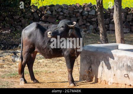 Buffle d'eau domestique dans village rural Banque D'Images