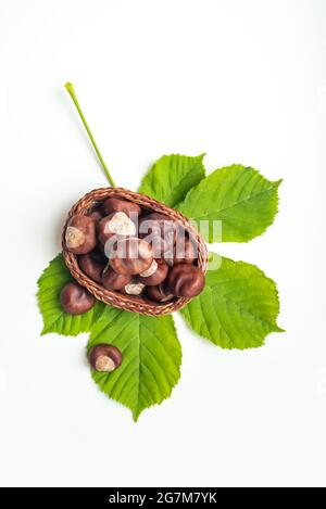 Panier en osier avec châtaignes et feuille d'arbre verte sur blanc Banque D'Images