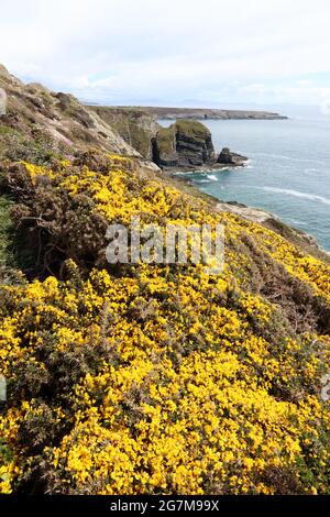 Gorse commune croissant sur des falaises près de South Stack, Anglesey Banque D'Images