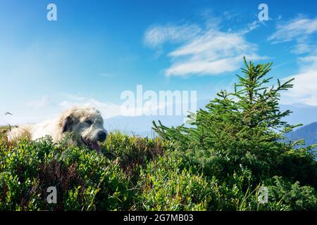 chien berger carpalien. bon vieil ami prendre un repos. animal de compagnie dans la nature. paysage de montagne éloigné dans la lumière du matin Banque D'Images