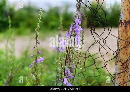 Fleurs violettes en gros plan dans le jardin. Banque D'Images