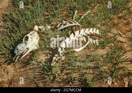 Os animaux. Le paysage de la steppe Kalmyk, Elista, Russie Banque D'Images