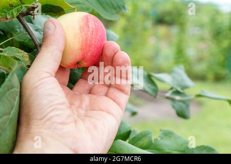 Pomme de cueillette à la main du jardinier. La main atteint pour les pommes sur l'arbre Banque D'Images