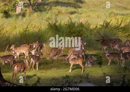 Troupeau de cerfs tacherés - photographiés dans le parc national de Nagarhole Banque D'Images