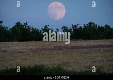 Météo au Royaume-Uni: Fraise Moon 98.7% cirage Gibbous s'élève sur les terres agricoles rurales à long Sutton, Somerset, Royaume-Uni. Banque D'Images