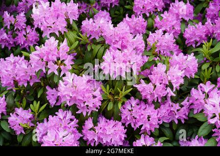 Arbuste à fleurs de Rhododendron. Gros plan de la plante avec des fleurs roses. Temps de floraison en été. Banque D'Images