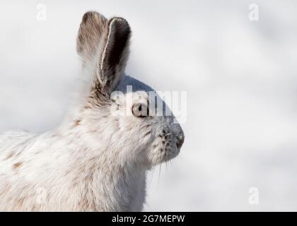 Lièvre d'Amérique blanc ou lièvre d'Amérique en hiver à Ottawa, Canada Banque D'Images