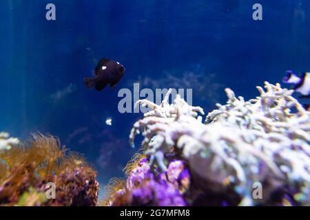 un poisson tropical nage dans l'eau bleue d'un récif de corail Banque D'Images