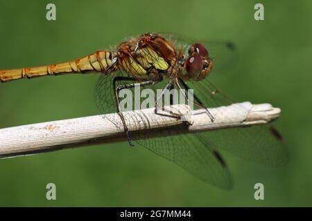 Sympetrum striolatum vert (commune) Banque D'Images