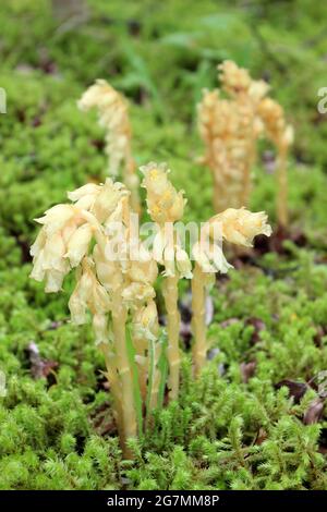 Nest d'oiseau jaune (Hypopitys monotropa) (anciennement Monotropa hypopitys) Banque D'Images