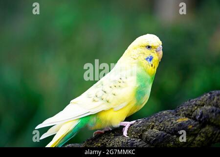 Portrait d'un bourgeon avec un plumage jaune-vert. Gros plan. Banque D'Images